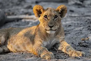 Cub, lion (Panthera leo) lying
