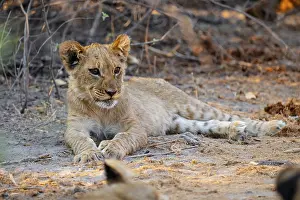 Cub, lion (Panthera leo) lying