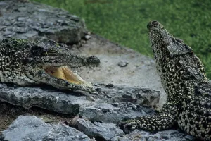 Cuban crocodile (Crocodylus rhombifer)