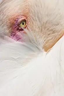 Detail of Cuban Flamingo
