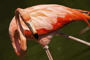 Cuban flamingo or pink flamingo