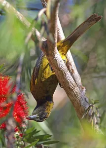 Cuban Oriole (Icterus melanopsis) immature