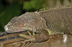 Cuban rock iguana resting on wooden surface with blurred background and out of focus vegetation
