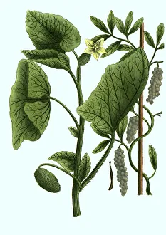 Cubeba, Cubeb pepper, Piper cubeba