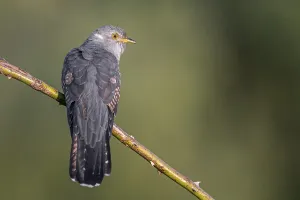 Cuckoo (Cuculus canorus), perched