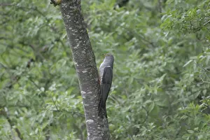Cuckoo (Cuculus canorus) searching the oak trunk (Quercus) for caterpillars