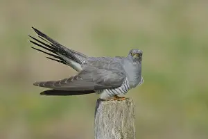 Cuckoo, Cuculus canorus, sitting on a pole