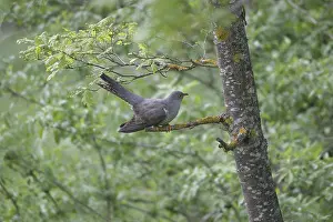 Cuckoo (Cuculus canorus) on young oak (Quercus)