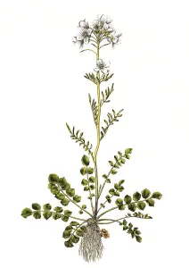Cuckoo flower (Cardamine pratensis)