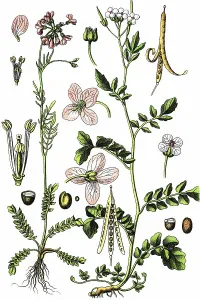 Cuckoo Flower, Ladies Smock, Lady's Smock