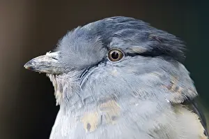 Cuckoo Roller (Leptosomus discolor), male