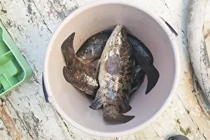 Cuckoo wrasse in a bucket