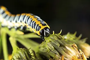 Cucullia lactucae aka Lettuce shark has beautyful caterpillar
