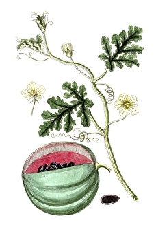 Cucurbita citrullus, plant genus of the pumpkin family