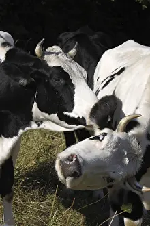 Cuddly cows