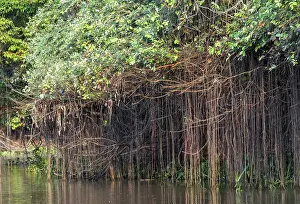 Cuiaba river, Mangroves, Pantanal