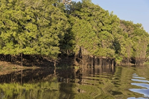 Cuiaba riverbank, Pantanal, Mato Grosso State