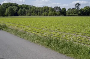 Cultivated field with growing green plants near a paved road and a forest under a cloudy sky