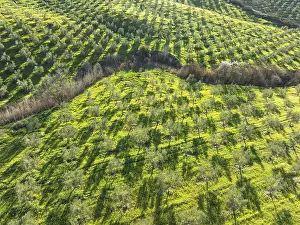 Cultivated olive trees (Olea europaea)