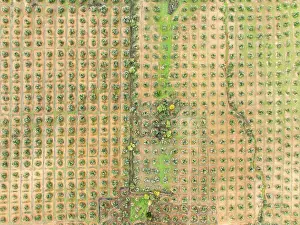 Cultivated olive trees (Olea europaea)