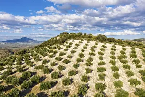 Cultivated olive trees (Olea europaea)