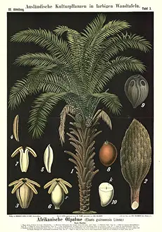 Cultivated plant, African oil palm