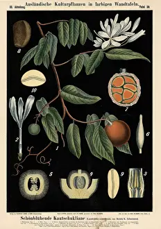 Cultivated plant, beautiful rubber liana