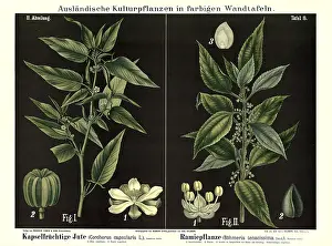 Cultivated plant, capsule fruit jute