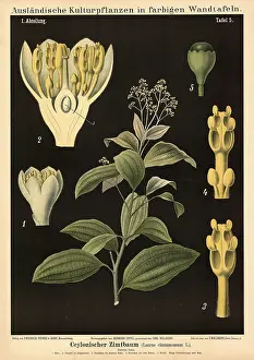 Cultivated plant, cinnamon, Caylonian cinnamon tree