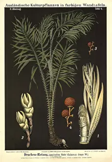Cultivated plant, dragon rotang