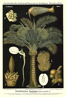 Cultivated plant, large-leaf sago tree