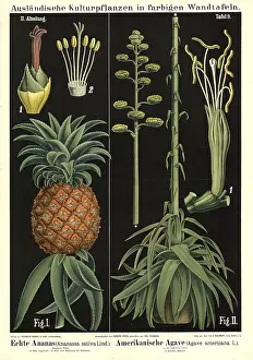 Cultivated plant, pineapple, pineapple sativa and agave