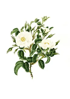 Cultivated plant, precious rose