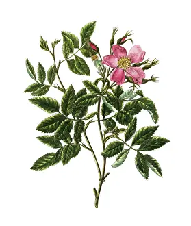 Cultivated plant, precious rose