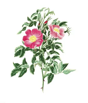 Cultivated plant, precious rose