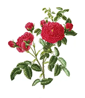 Cultivated plant, precious rose