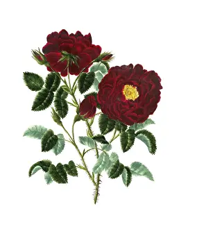 Cultivated plant, precious rose