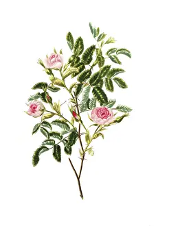 Cultivated plant, precious rose