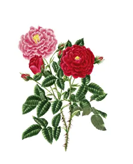Cultivated plant, precious rose