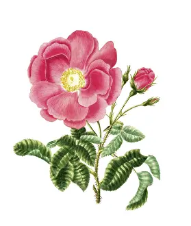 Cultivated plant, precious rose