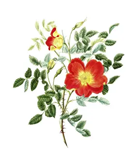 Cultivated plant, precious rose