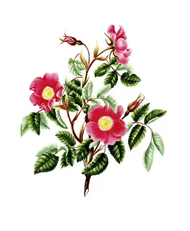 Cultivated plant, precious rose