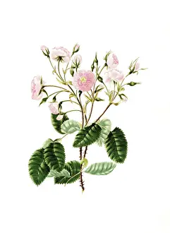Cultivated plant, precious rose