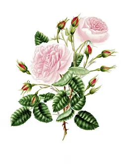 Cultivated plant, precious rose