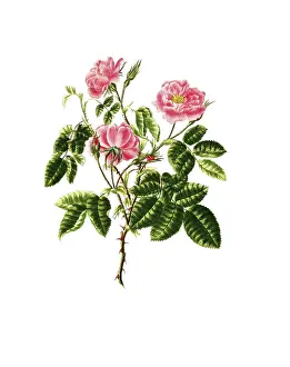 Cultivated plant, precious rose