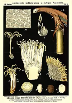 Cultivated plant, small-fruited ivory palm