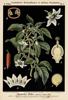 Cultivated plant, Spanish pepper