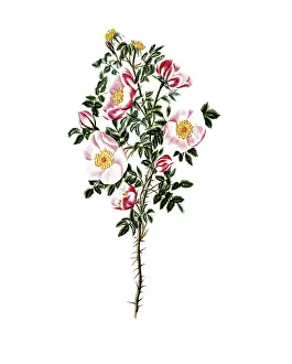 Cultivated plant, sweet rose, rose espinosissima