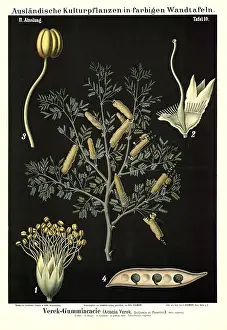 Cultivated plant, Verek Gummiacacia