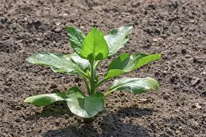 Cultivated tobacco, common tobacco (Nicotiana tabacum) plant on field in late spring